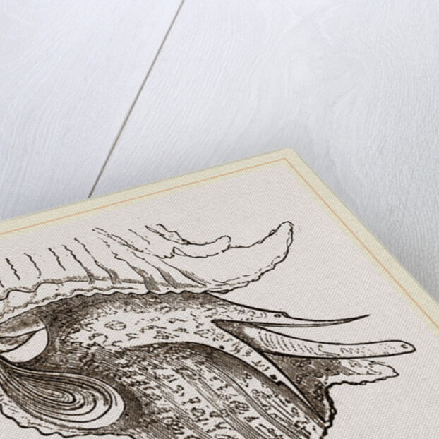 Animal of Murex by Anonymous