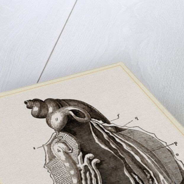Animal of Strombus by Anonymous