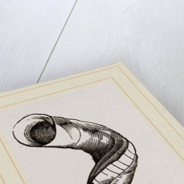 Lumbricoid Vermetus by Anonymous