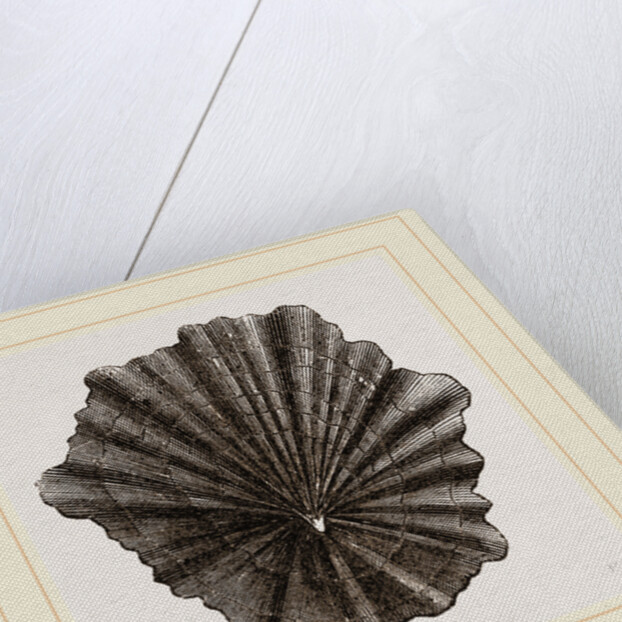 Scutellar Limpet by Anonymous