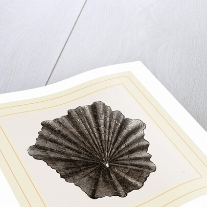Scutellar Limpet by Anonymous