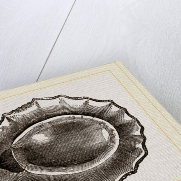 Spoon shaped Limpet by Anonymous