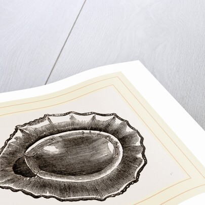 Spoon shaped Limpet by Anonymous