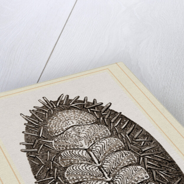 Spiniferous Chiton by Anonymous