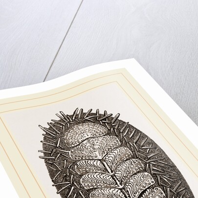 Spiniferous Chiton by Anonymous