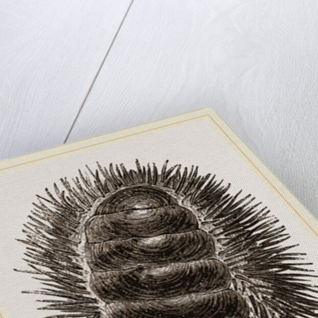 Spinose Chiton by Anonymous