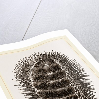 Spinose Chiton by Anonymous