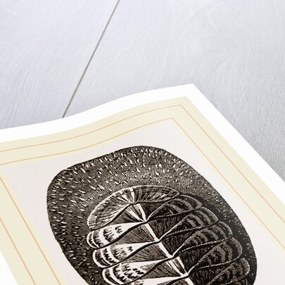 De Blainville's Chiton by Anonymous
