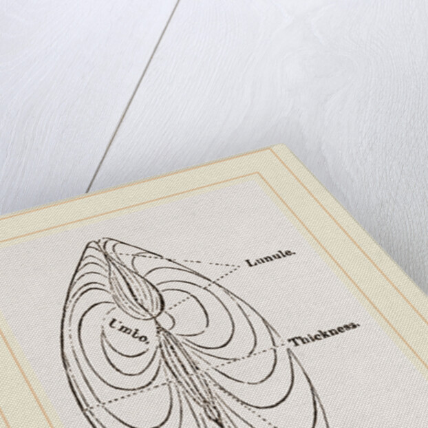 Cytheraea by Anonymous