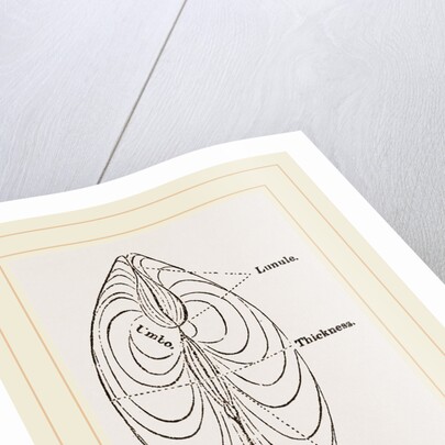 Cytheraea by Anonymous