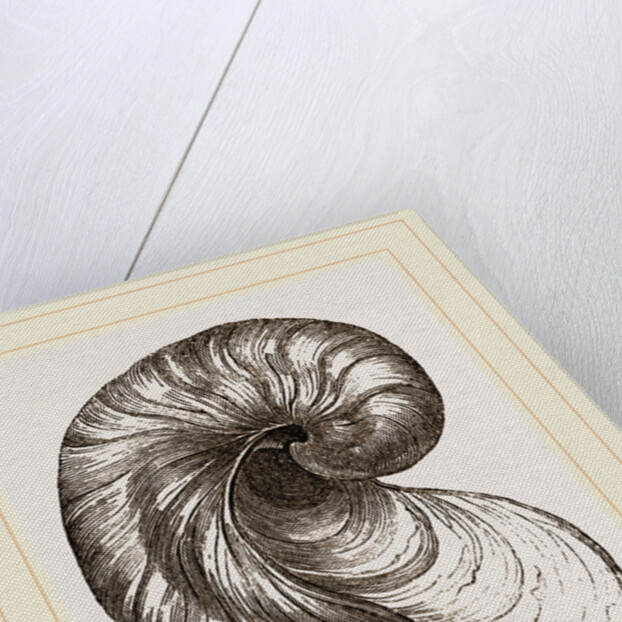 Incurved Gryphaea by Anonymous