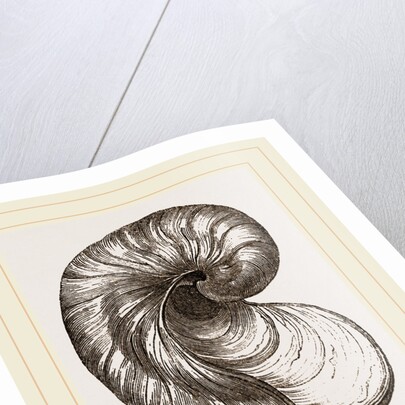 Incurved Gryphaea by Anonymous