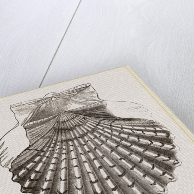 St. James Cockle by Anonymous