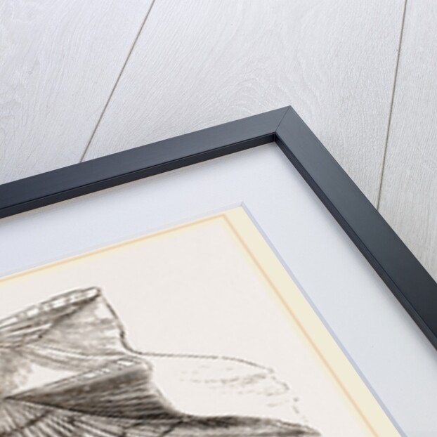 St. James Cockle by Anonymous