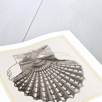 St. James Cockle by Anonymous