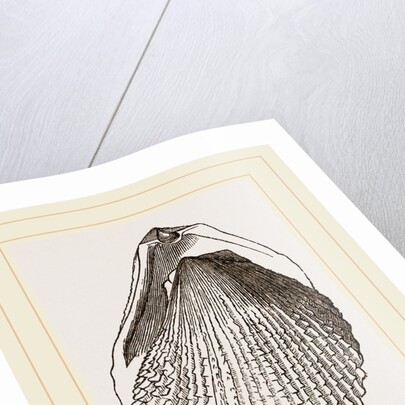 Squamous Lima by Anonymous