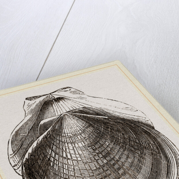 Flounder Scallop by Anonymous