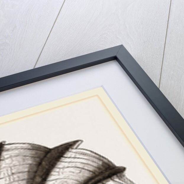 Cock's-comb Oyster by Anonymous