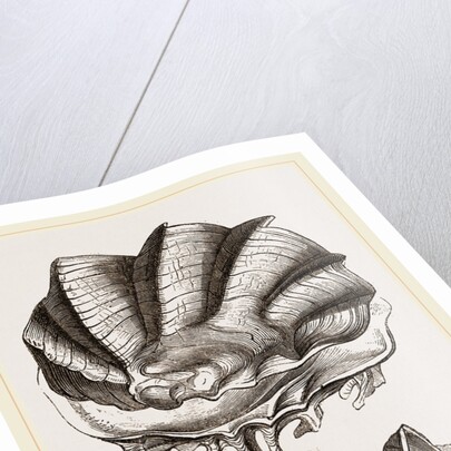 Cock's-comb Oyster by Anonymous