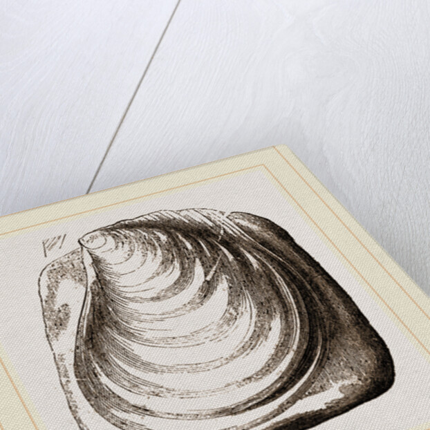 Catillus Cuvieri by Anonymous