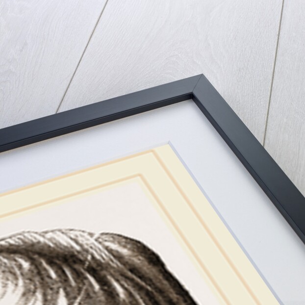 Catillus Cuvieri by Anonymous