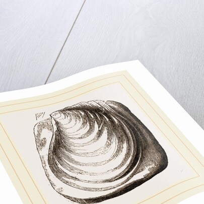 Catillus Cuvieri by Anonymous