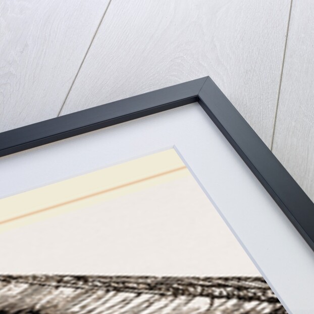 Gervillia aviculoides by Anonymous