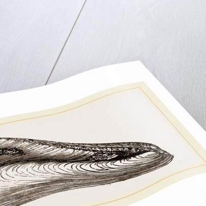 Gervillia aviculoides by Anonymous