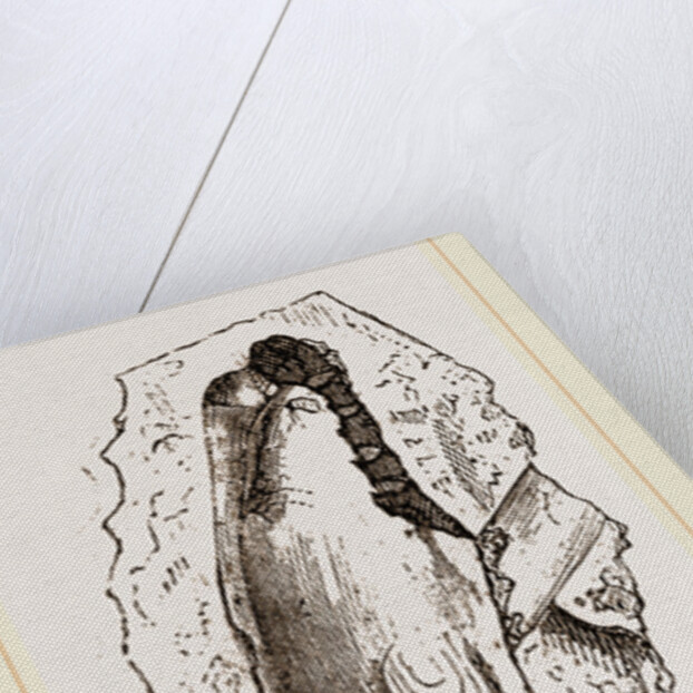 Gervillia solenoides by Anonymous