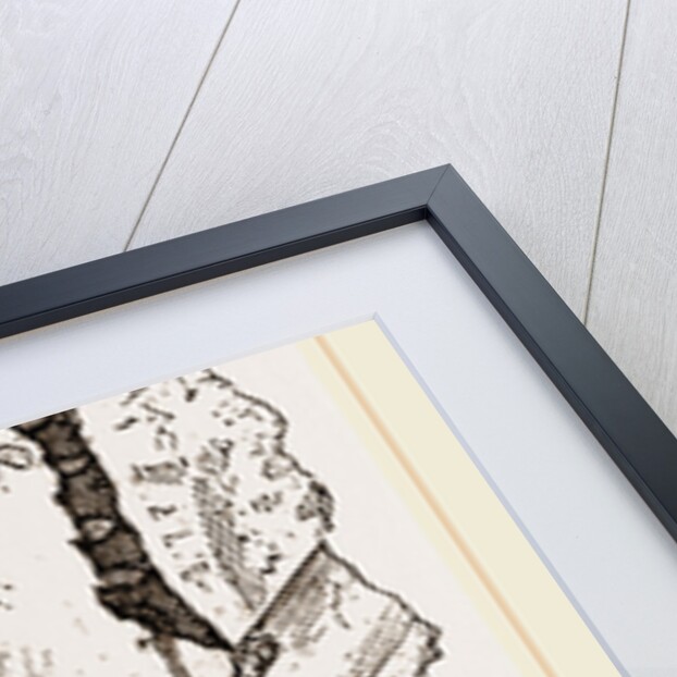 Gervillia solenoides by Anonymous