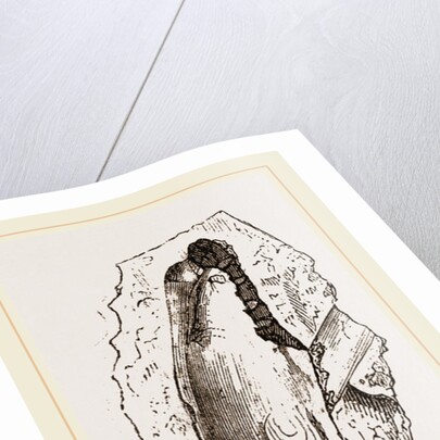 Gervillia solenoides by Anonymous