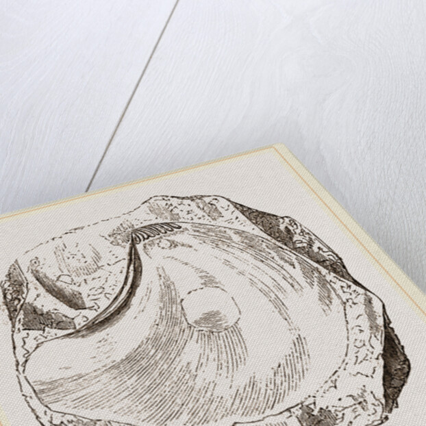 Pluvinites Adansonii by Anonymous