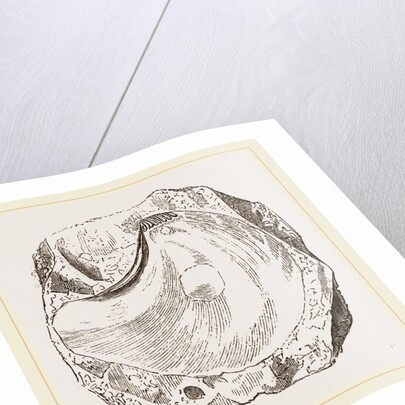 Pluvinites Adansonii by Anonymous