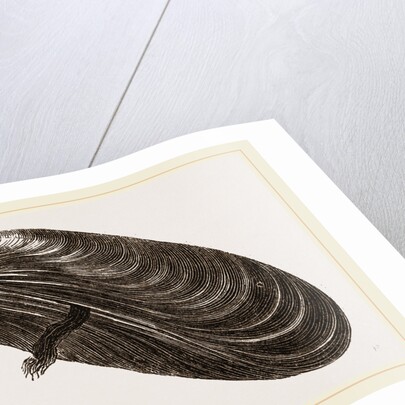 Shell of Mussel by Anonymous