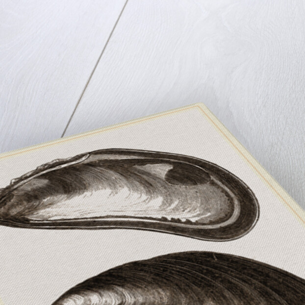Shells of Mussel by Anonymous
