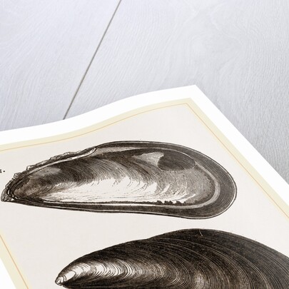 Shells of Mussel by Anonymous
