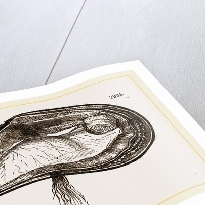 Mussel by Anonymous