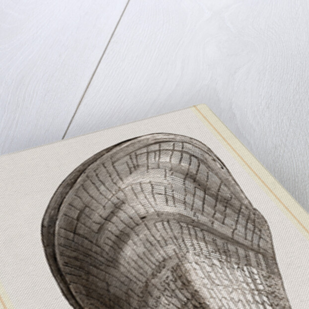 Pinna flabellum by Anonymous