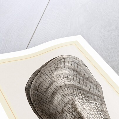 Pinna flabellum by Anonymous