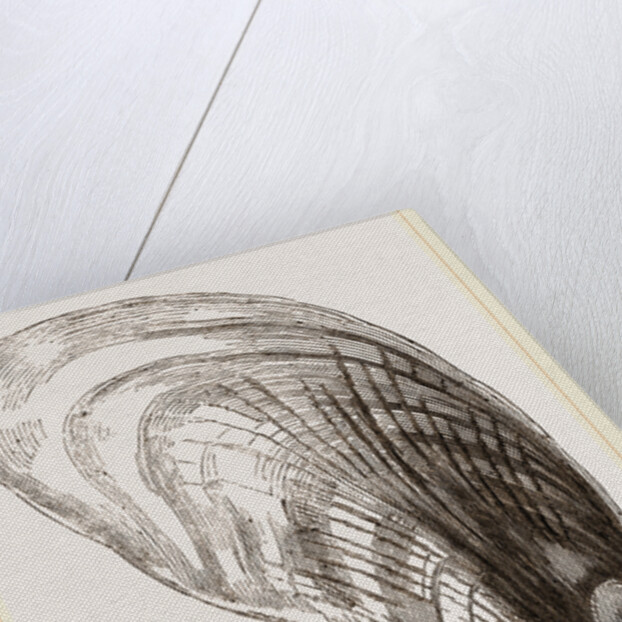 Pinna fabellum by Anonymous