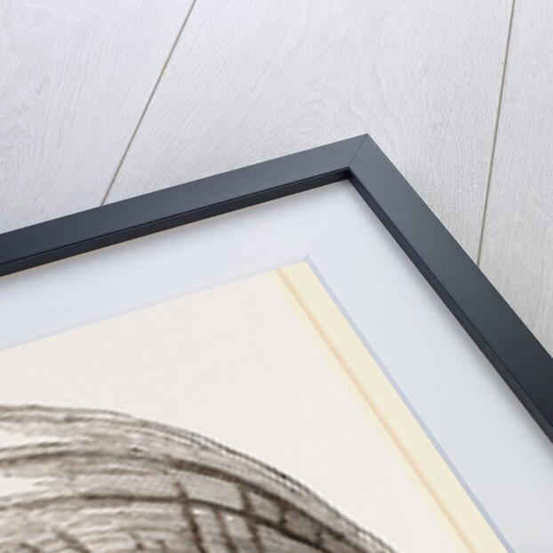 Pinna fabellum by Anonymous