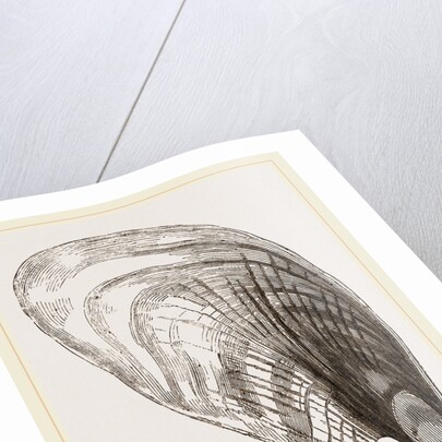 Pinna fabellum by Anonymous