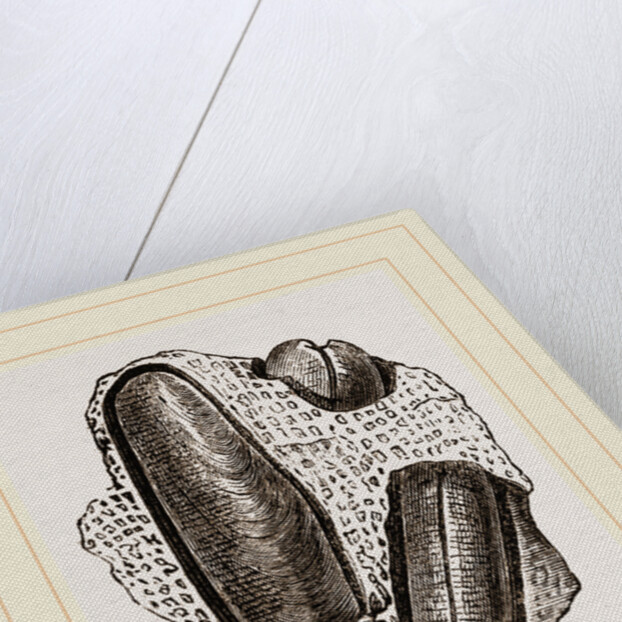 Finger Lithodomus by Anonymous