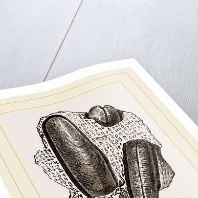Finger Lithodomus by Anonymous