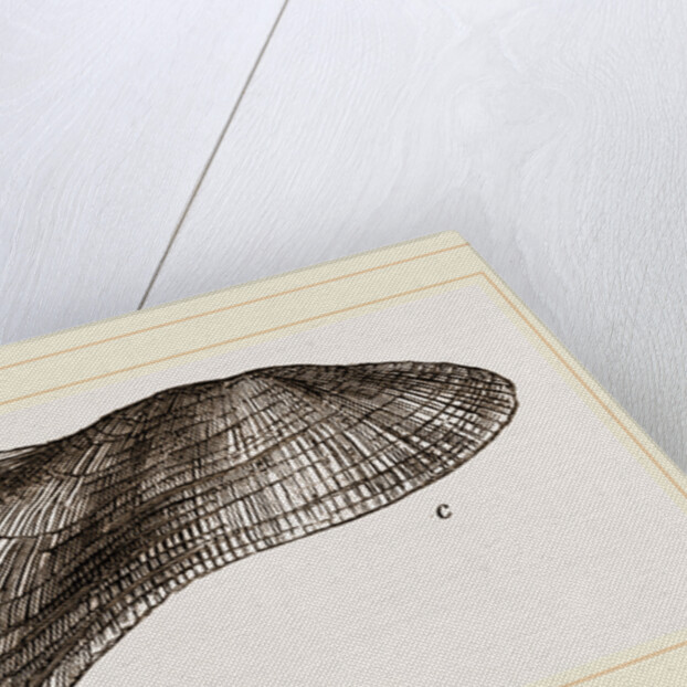 Tortuous Ark by Anonymous