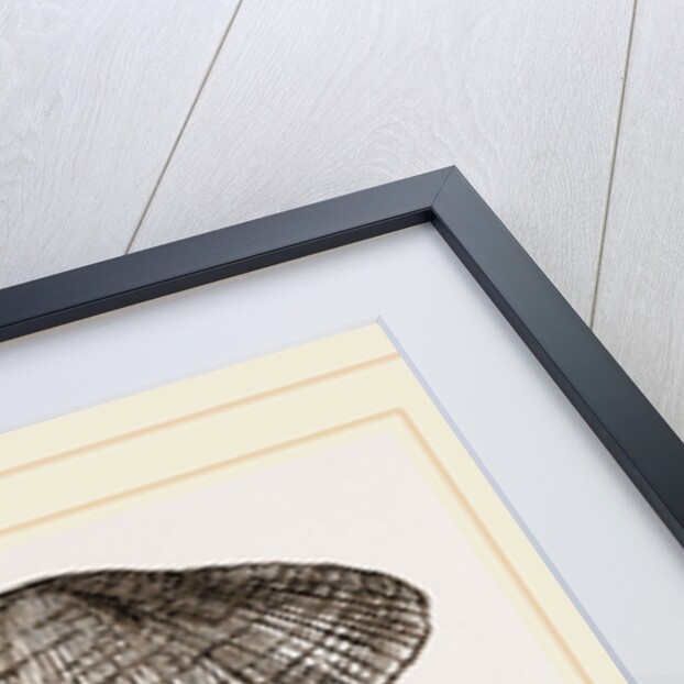 Tortuous Ark by Anonymous