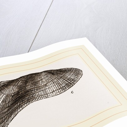 Tortuous Ark by Anonymous