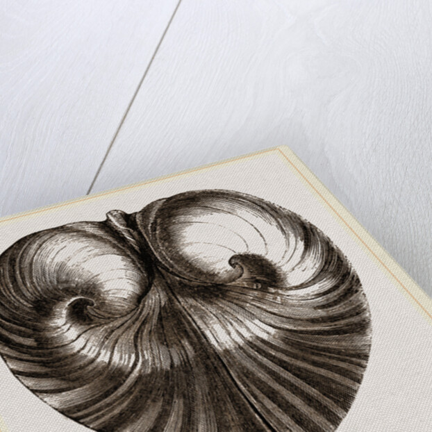 Heart Isocordia by Anonymous