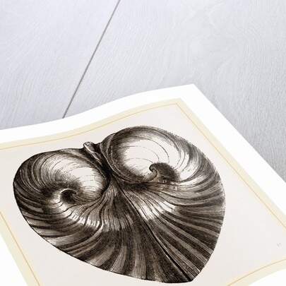 Heart Isocordia by Anonymous