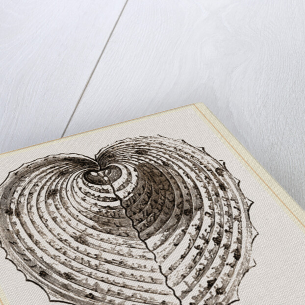 Cardium Cardissa by Anonymous